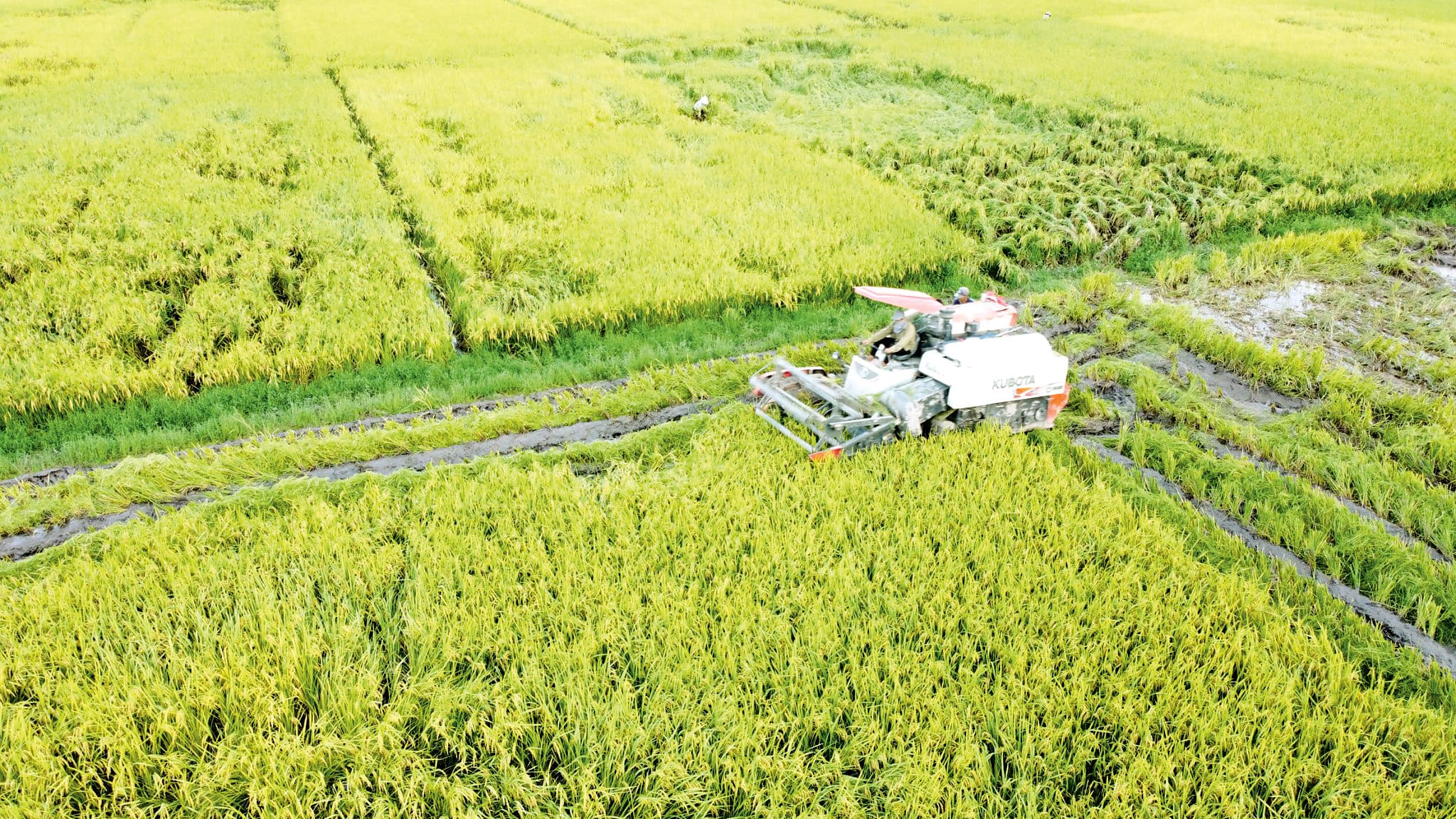 Bảo hiểm nông nghiệp: Trụ cột trong quản trị rủi ro